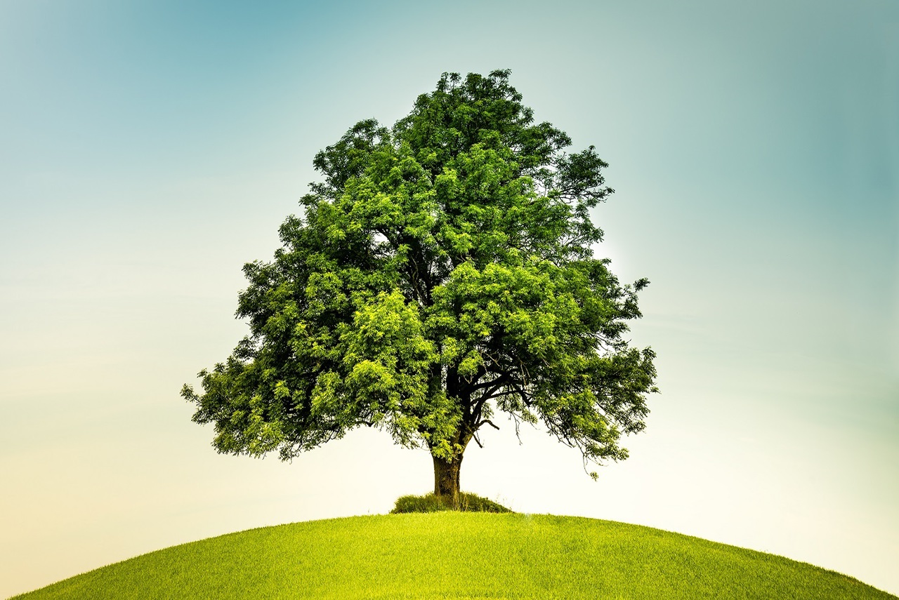 Lonely tree in the center on a green hill with a  retro feeling